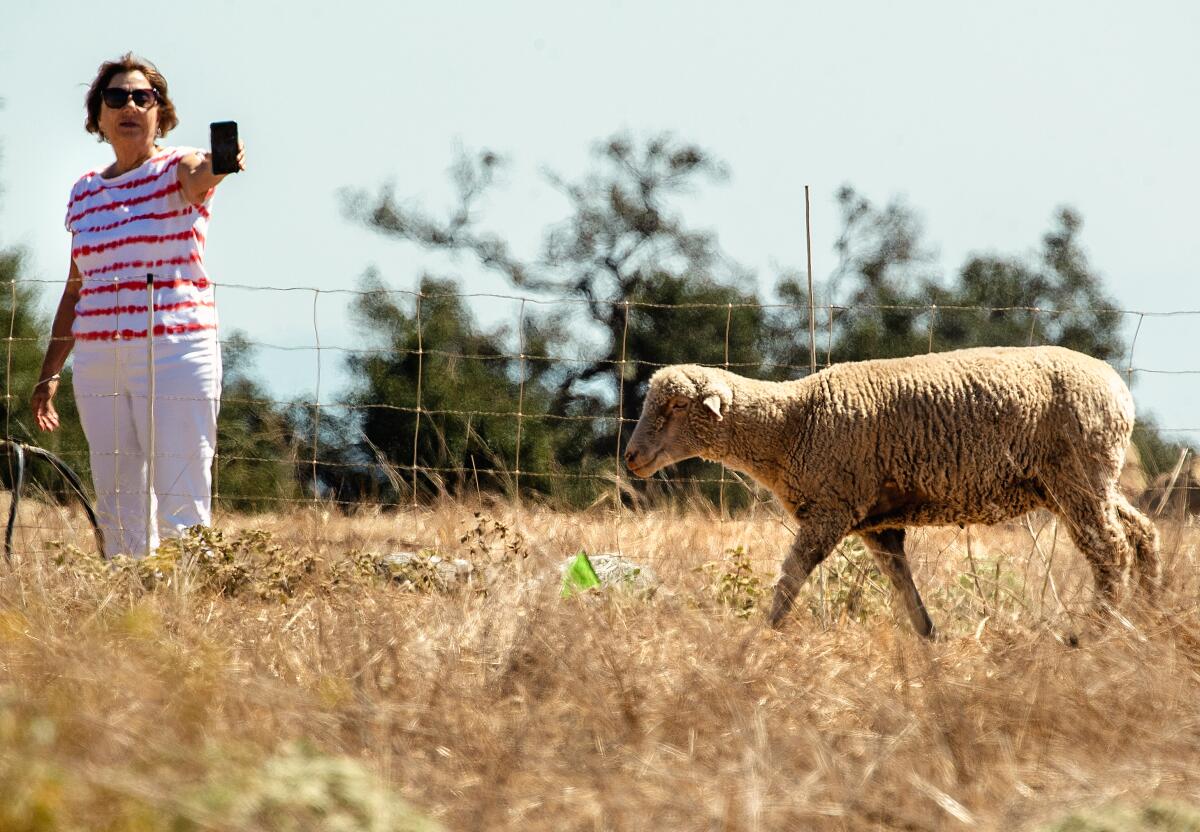 Docent Debra Fedaleo photographs a sheep.