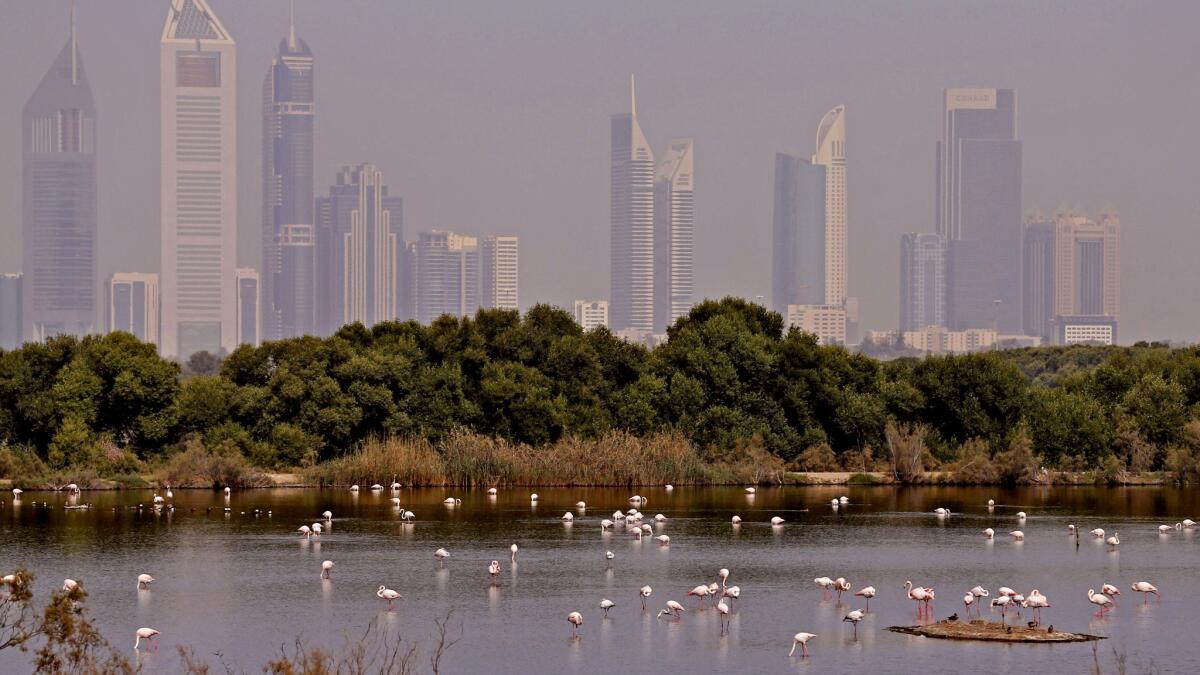 Pink flamingos are pictured in the water at the Ras al-Khor Wildlife Sanctuary on the outskirts of Dubai. Delta and United are offering a round-trip fare there for $731.