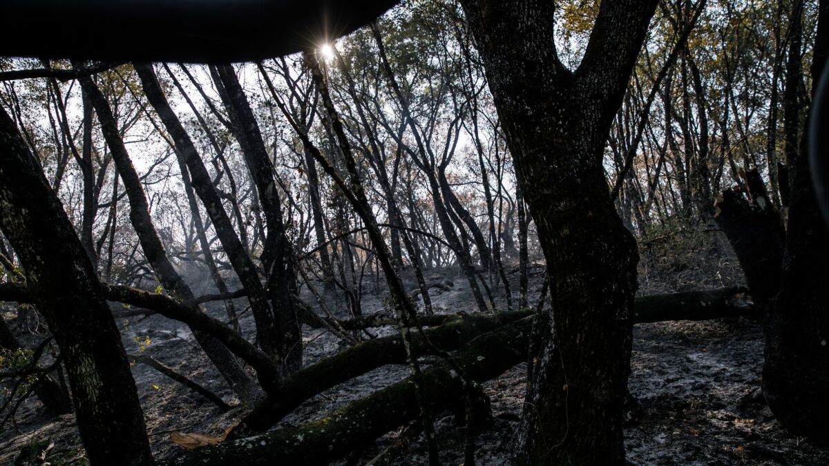 According to a Cal Fire report released Tuesday, PG&E equipment was responsible for the Cascade fire in Yuba County last year. Above, burned forest from the Atlas fire in Napa County, which investigators found was also caused by PG&E equipment.