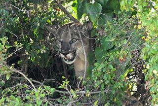 A mountain lion sits in a tree after being tranquilized along San Vicente Boulevard in Brentwood.