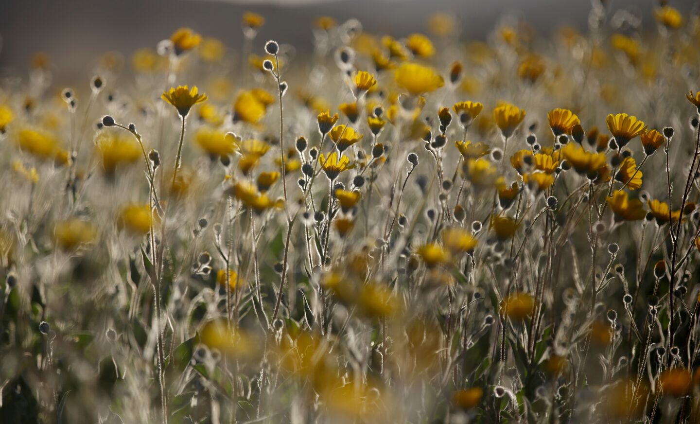 Desert sunflowers at Anza=Borrego Desert State Park in San Diego County.