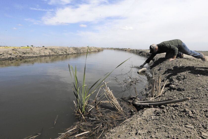 Gino Celli draws a water sample to check salinity in irrigation water in a canal running through his fields. He draws water from the Sacramento-San Joaquin River Delta