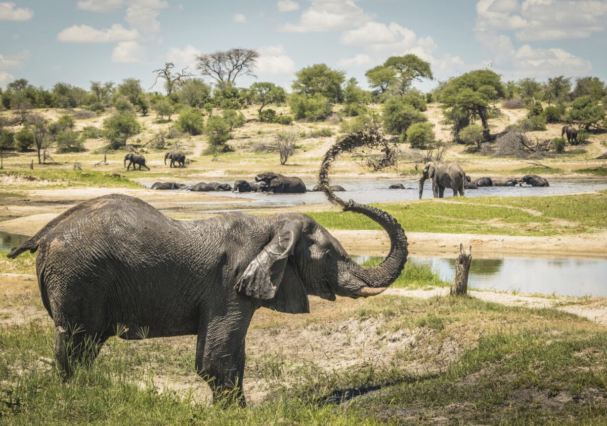 In this 2016 photo provided by researcher Connie Allen, male African elephants congregate along hotspots of social activity on the Boteti River in Botswana. Female elephants are well-known to form tight family groups led by experienced matriarchs, but males were long assumed to be loners because they leave their mother’s herd when they reach adolescence. Yet an emerging body of research is revealing the complex relationships of male elephant society, according to a study published Thursday, Sept. 3, 2020. (Connie Allen via AP)