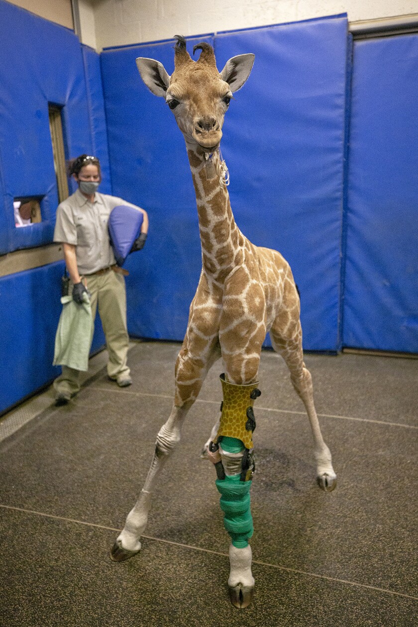 Msituni, una cría de jirafa que nació con un trastorno que hizo que sus patas se doblaran en sentido contrario, 