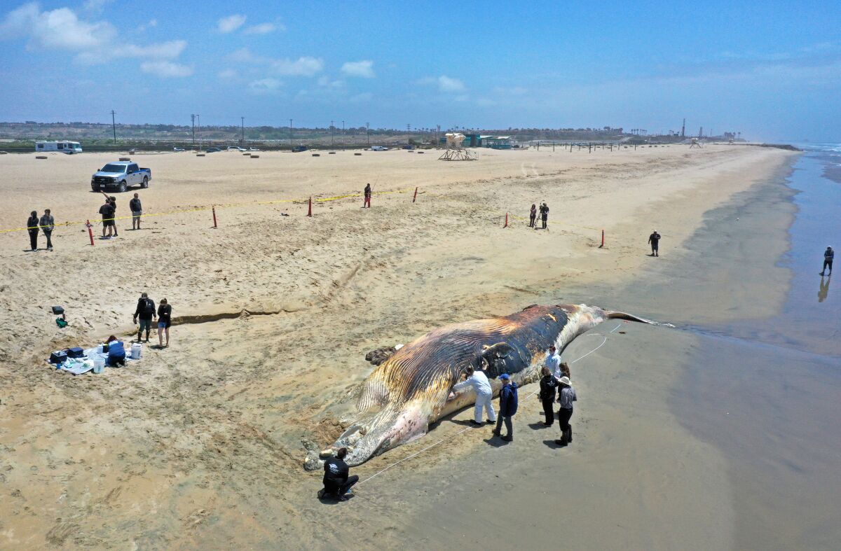 Scientists study a deceased fin whale on a beach