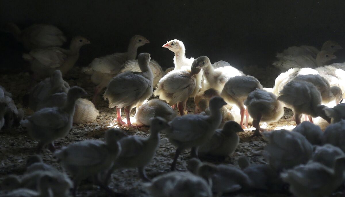 FILE - A flock of young turkeys stand in a barn at the Moline family turkey farm after the Mason, Iowa farm was restocked on Aug. 10, 2015. Farms that raise turkeys and chickens for meat and eggs are on high alert, fearing a repeat of a widespread bird flu outbreak in 2015 that killed 50 million birds across 15 states and cost the federal government nearly $1 billion. The new fear is driven by the discovery announced Feb. 9, 2022, of the virus infecting a commercial turkey flock in Indiana. (AP Photo/Charlie Neibergall, File)