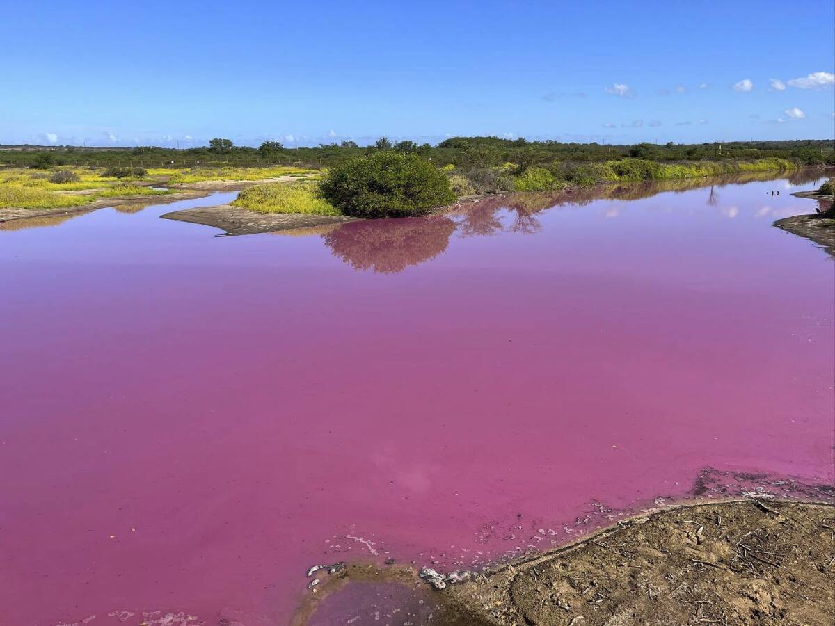 Wildlife refuge pond in Hawaii mysteriously turns bright pink