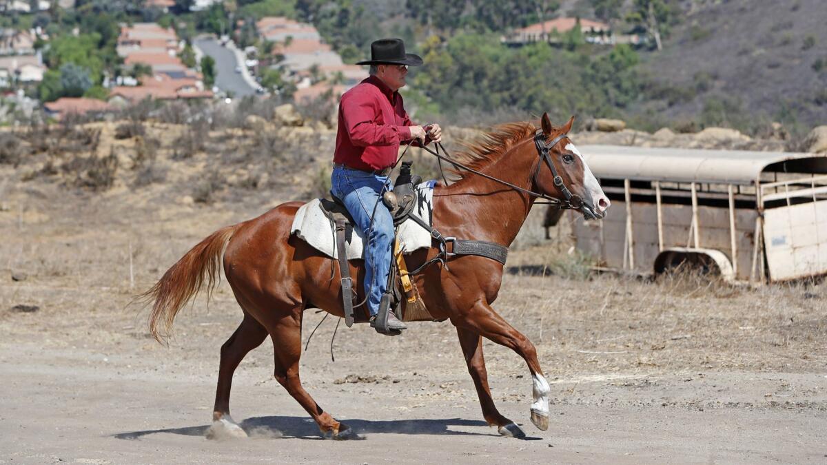 Frank Fitzpatrick, 70, herds cattle to a haul of bell peppers at “The Ranch,” an 800 acre pasture in Silverado on Aug. 14. The cows supplement their grass diets with peppers in drier conditions.