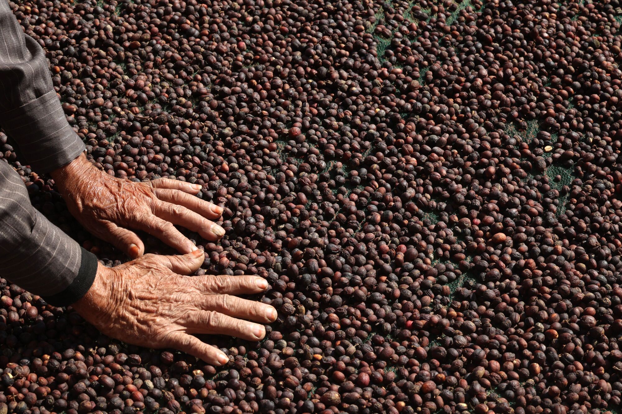A farmer presses his hands against a layer of coffee beans.