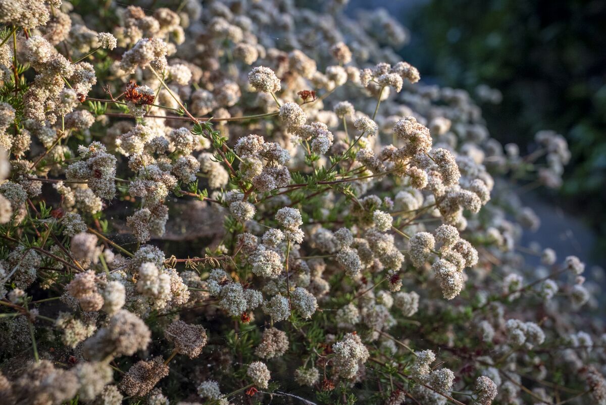 California buckwheat with puffy balls of creamy pink blooms.