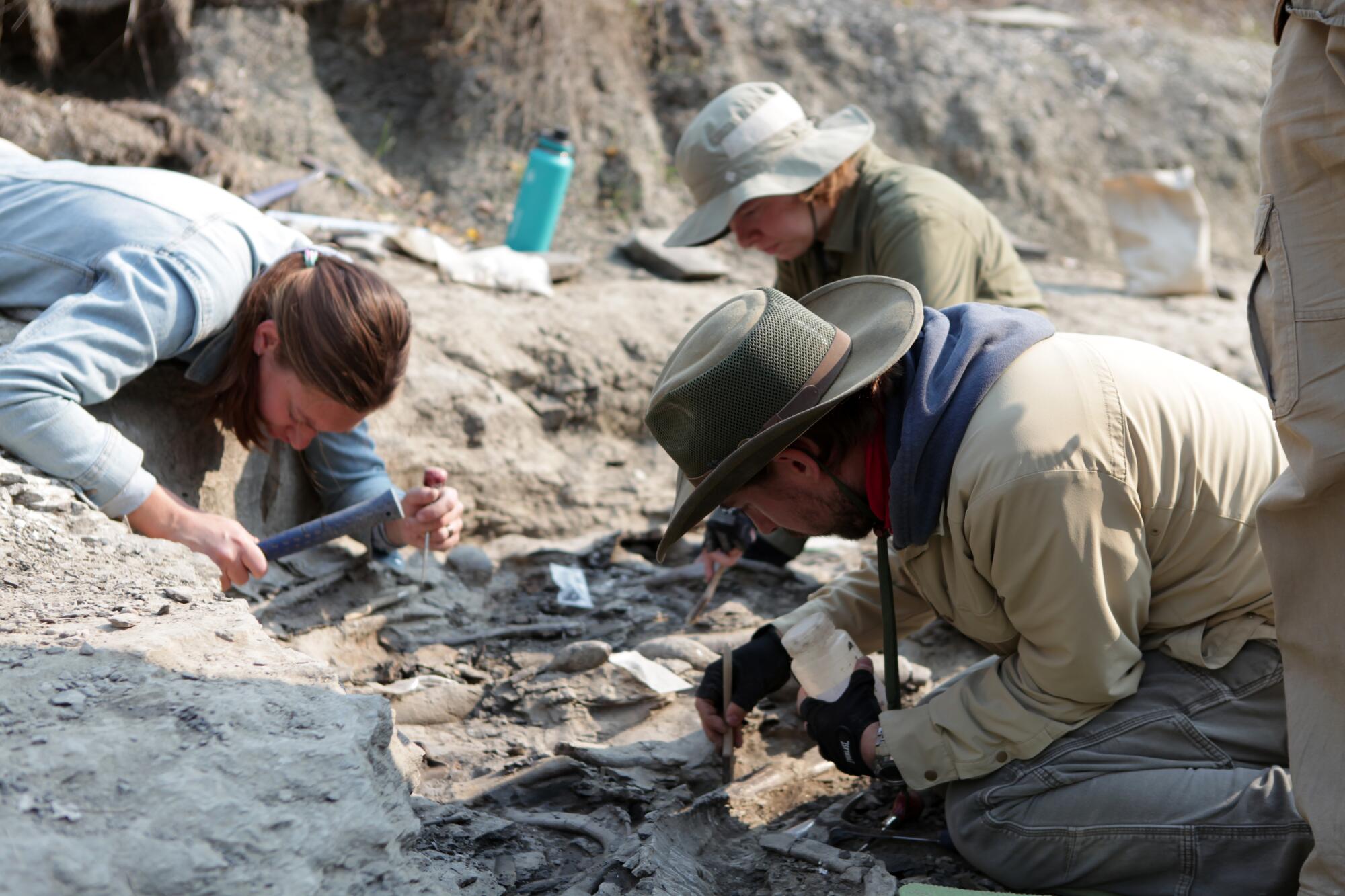 Three people in long-sleeve shirts digging and examining fossilized remains in the earth at a dig site.