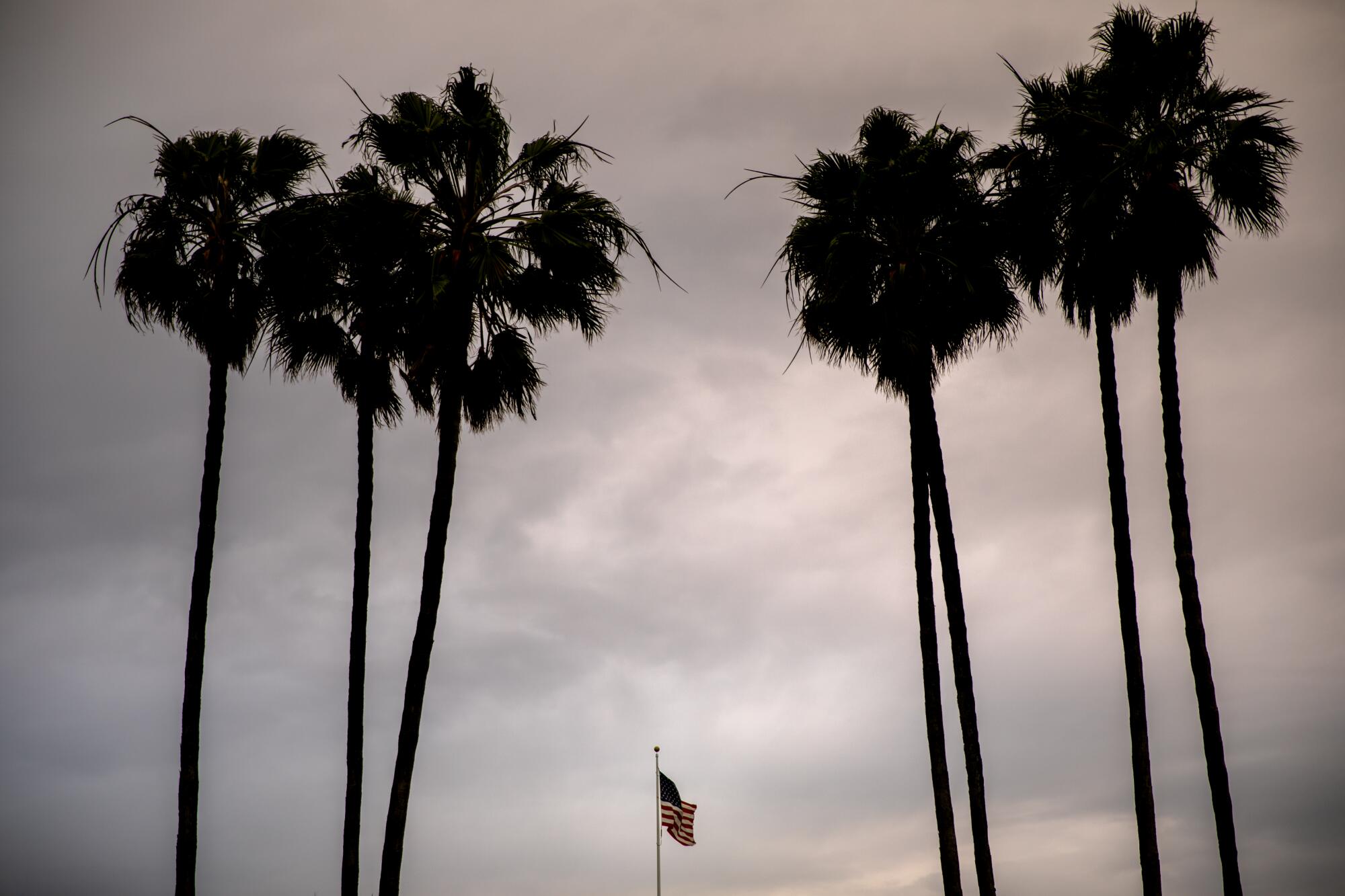 At Fort Rosecrans National Cemetery, two sets of palm trees stand divided