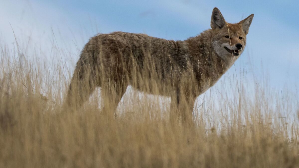 A coyote in Wyoming. The species has managed to thrive despite years of bounties and killing contests.