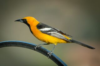 The yellow, orange and black coloration make the hooded oriole one of our most colorful summer visitors.