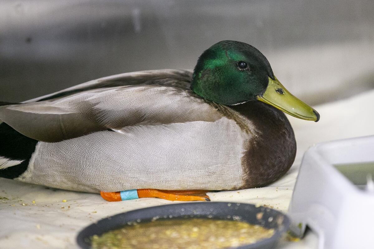 A mallard found last month with an arrow through its neck Thursday was recovering at the Wetlands & Wildlife Care Center.