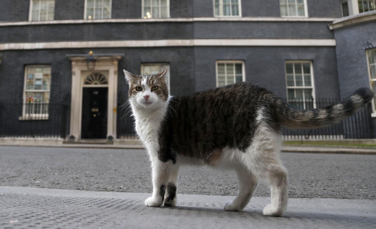 A cat walks outside 10 Downing Street 