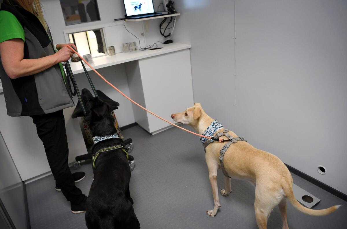 Este país utiliza perros detecta-coronavirus en aeropuerto