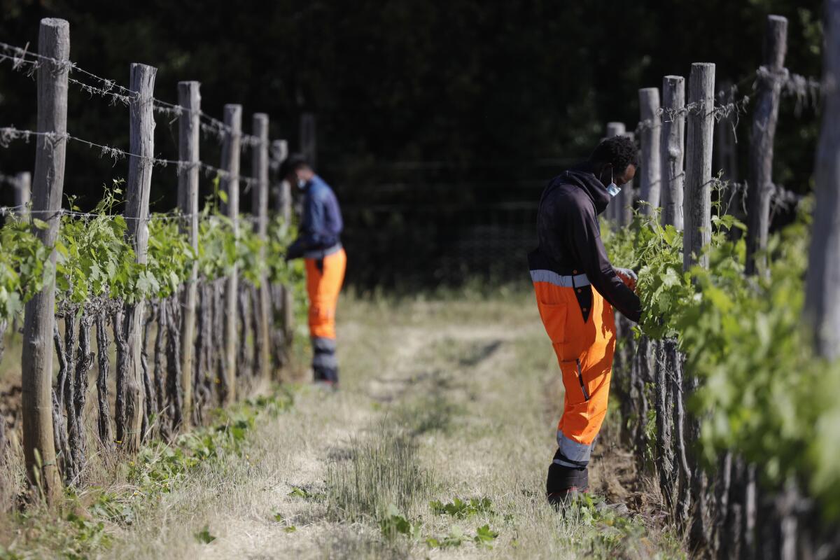 Jawad Jawad of Pakistan, left, and Yahya Adams of Ghana work in a vineyard in Casal del Bosco, Italy.