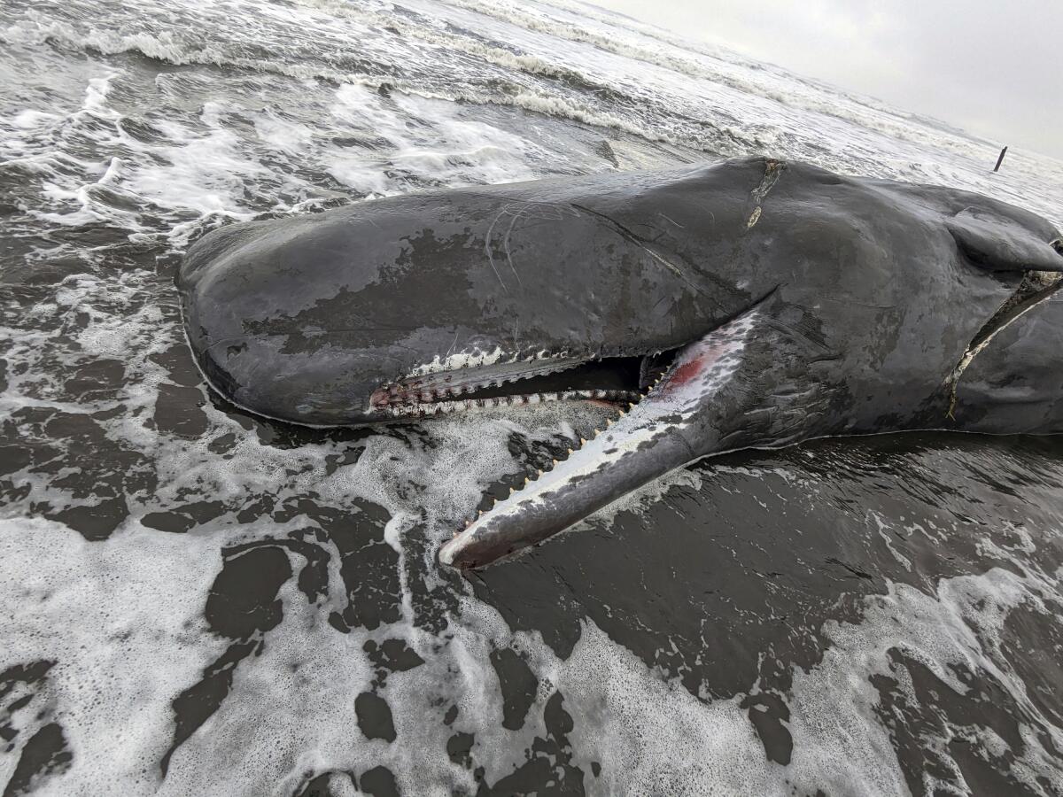 Sperm whale lying dead in surf