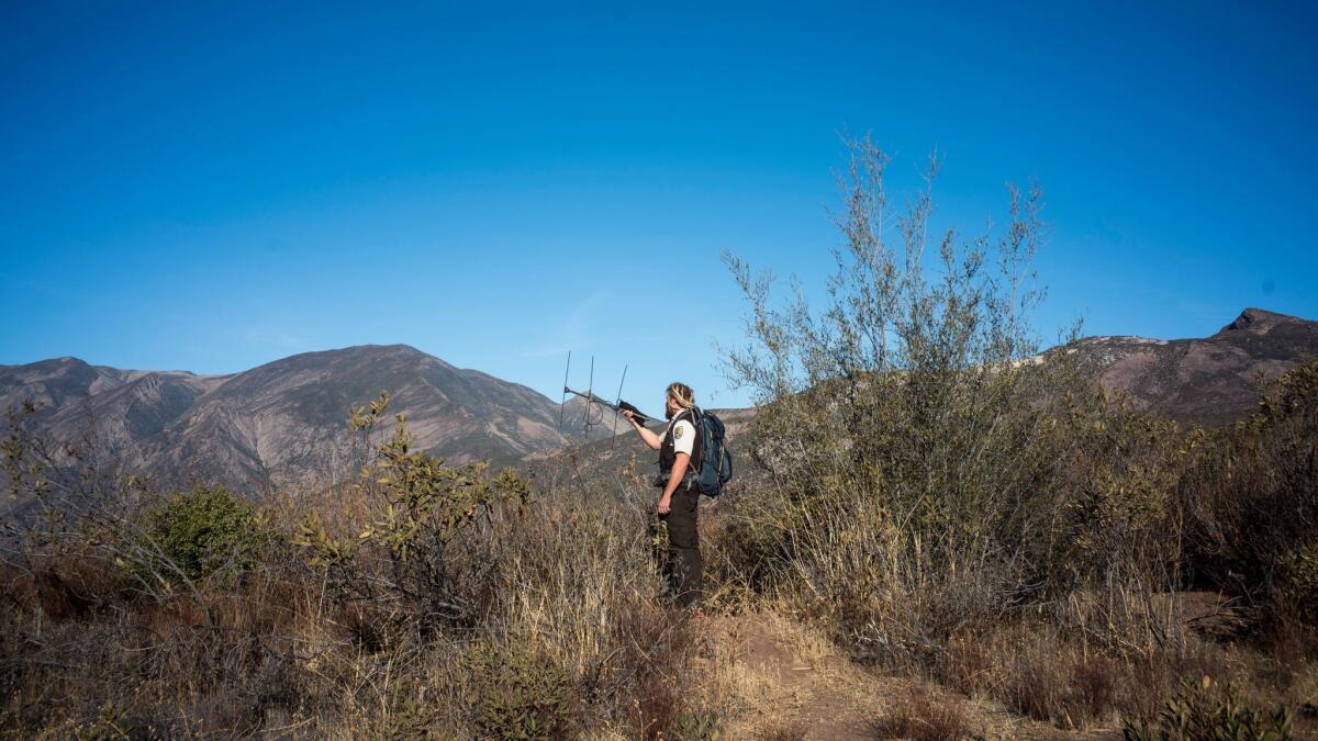Biologist Joseph Brandt searches for pings from radio transmitters attached to condors.
