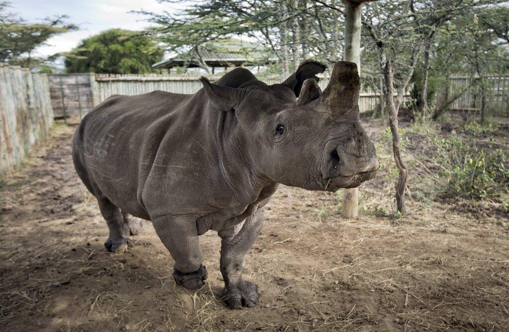 Female rhino Fatu