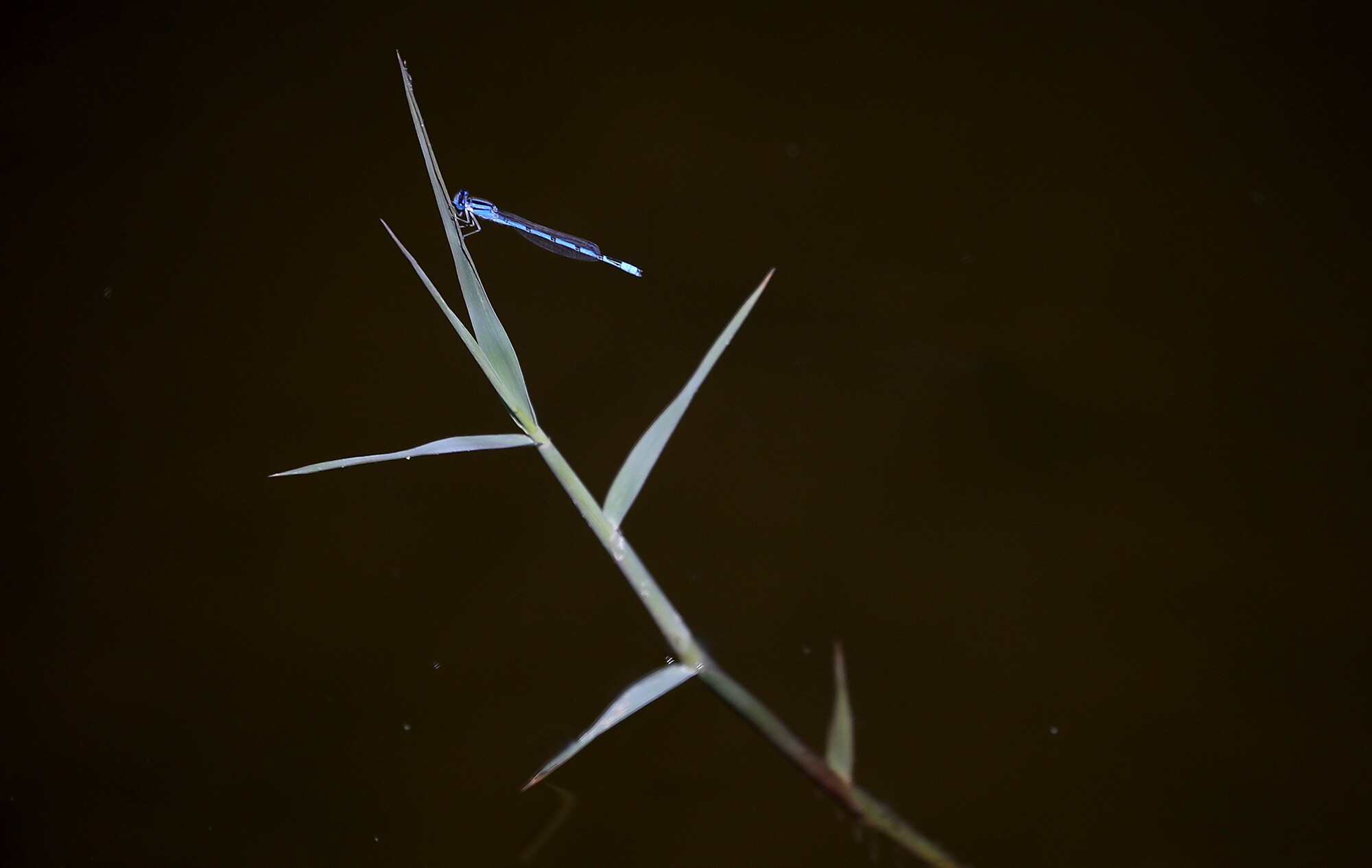 A dragonfly sticks to wild grass in the Colorado River Delta in Mexico.