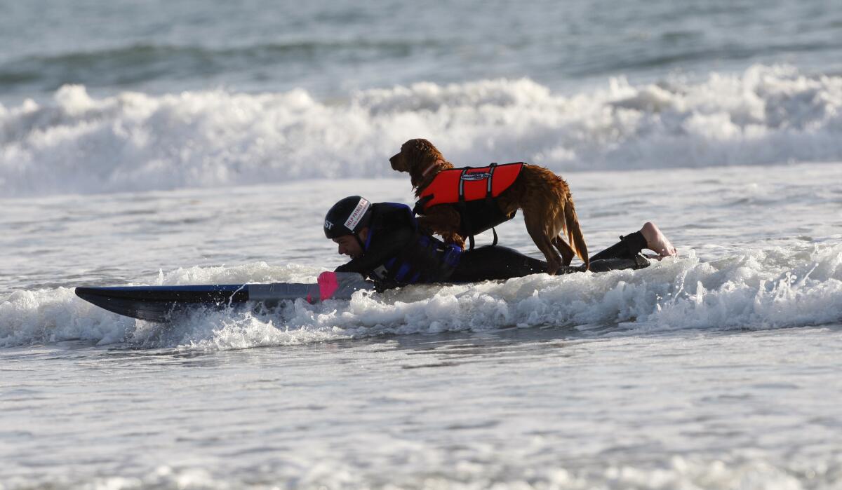 ARCHIVO - Patrick Ivison, de 15 años, y Ricochet, una Golden Retriever, surfean frente a la costa de San Diego.