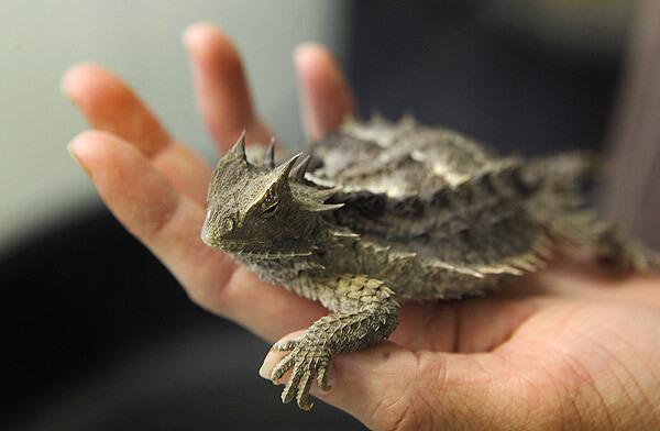 Mexican giant horned lizard