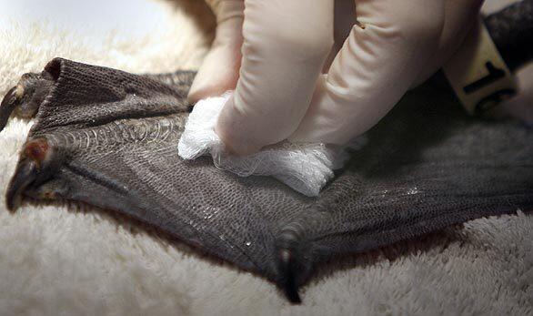 Saving pelicans -- Foot rub