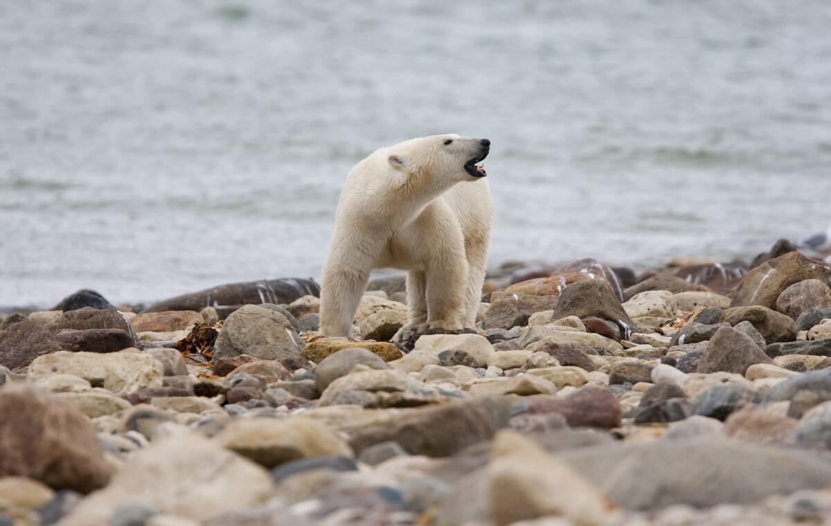A male polar bear walks along a rocky shore.