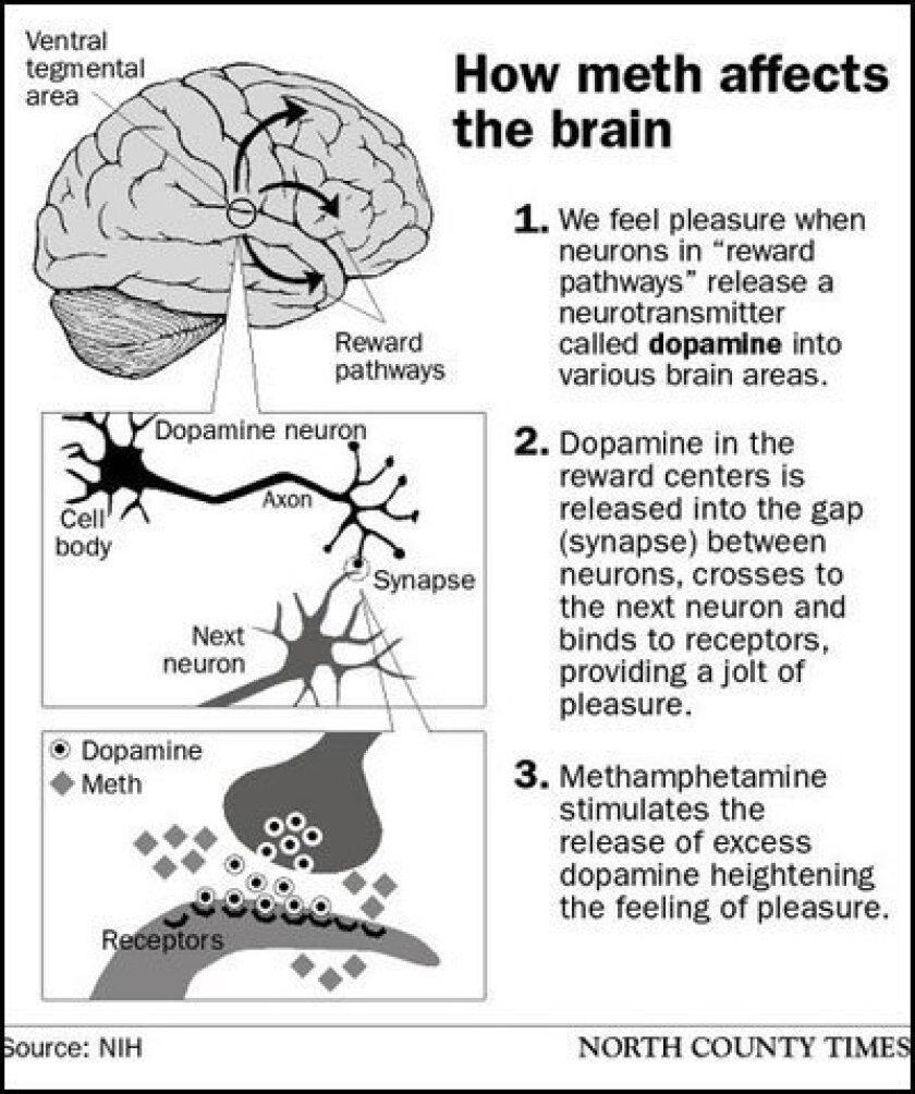 The Neuroscience Of Meth — From Pleasure To Paranoia Drugs Effects