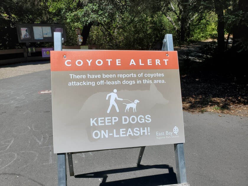 A "Coyote Alert" sign warns people to keep dogs on leashes.