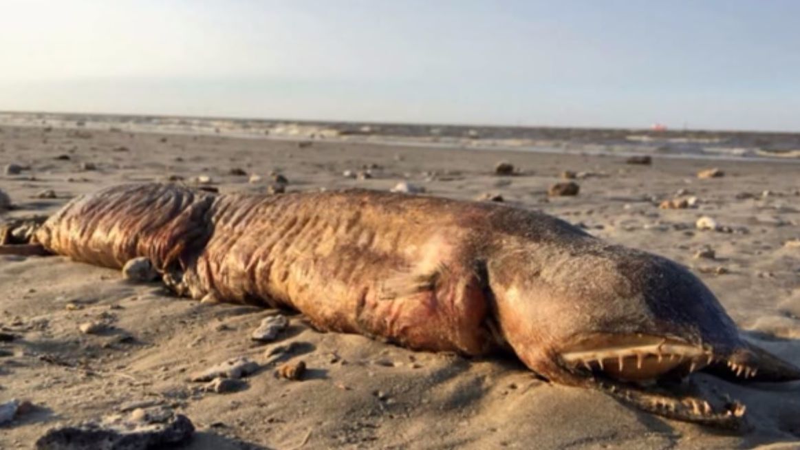 Mysterious fanged creature found on Texas beach in Harvey's aftermath - The  San Diego Union-Tribune
