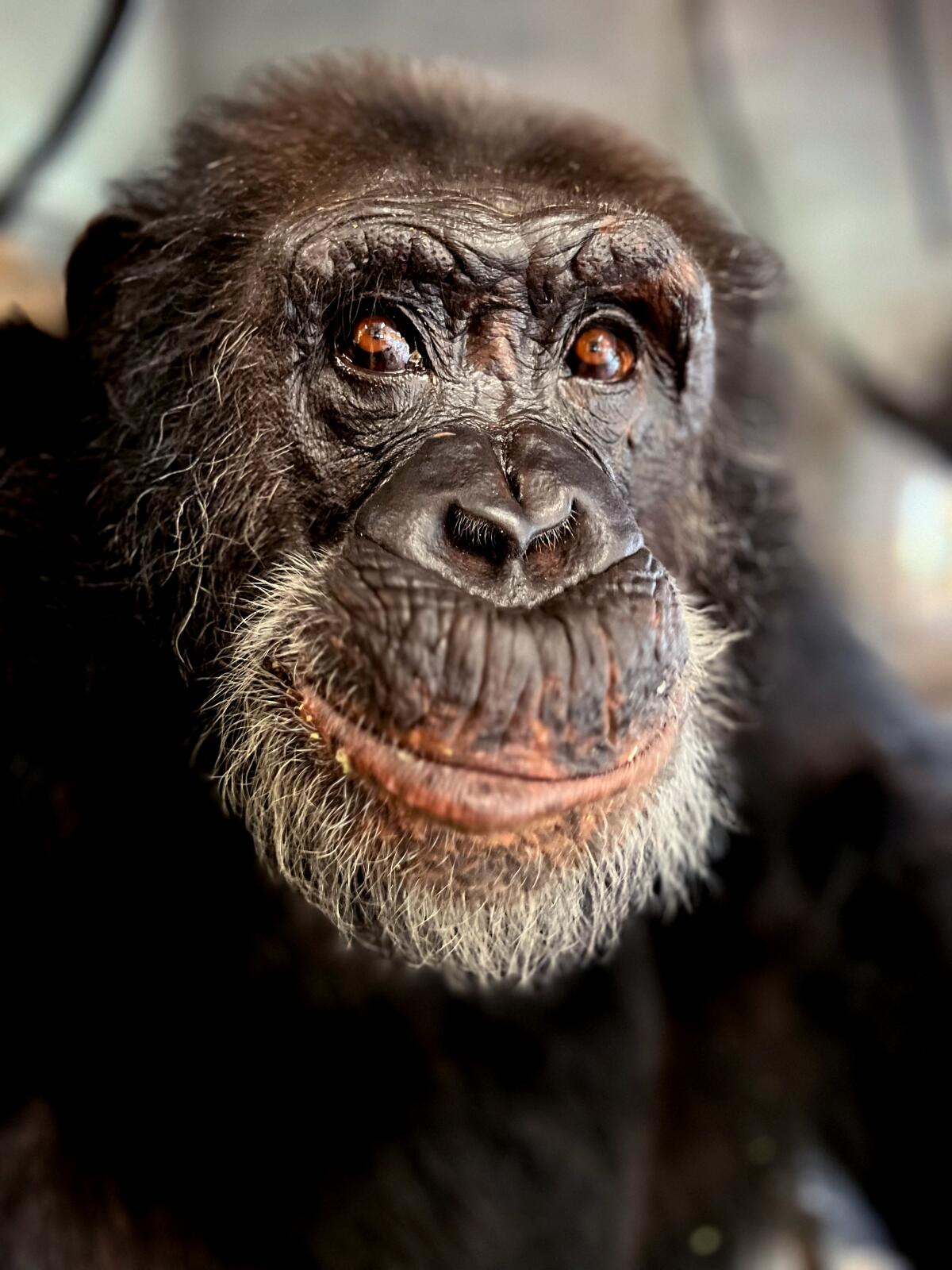 A smiling chimpanzee.