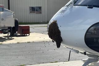 Los Angeles, California-March 13, 2024-Normally H-70 does the rescuing, but today H-70 had to be rescued from a swarm of bees. Fortunately, a local beekeeper responded and relocated the bees to a property in Atascadero. Swarm grounds California Highway Patrol helicopter (California Highway Patrol)