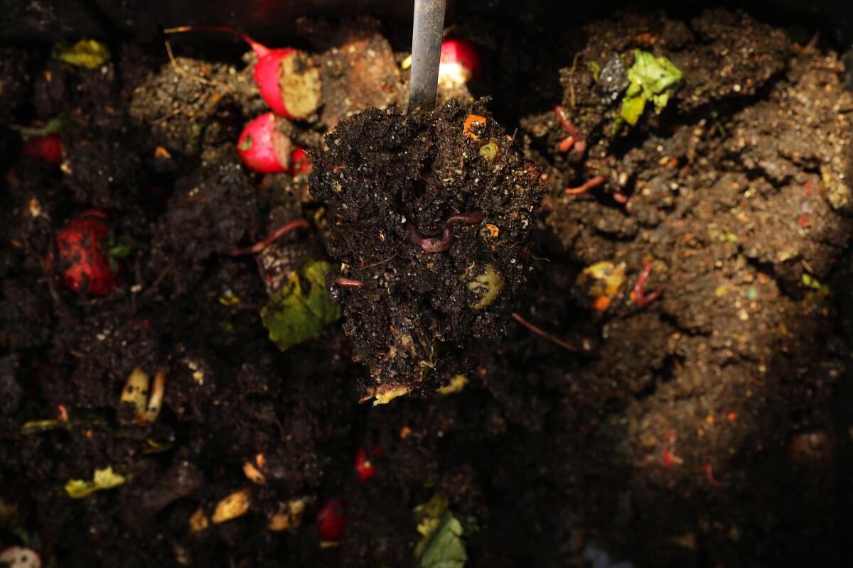 A spoonful of well-fed red wriggler worms 