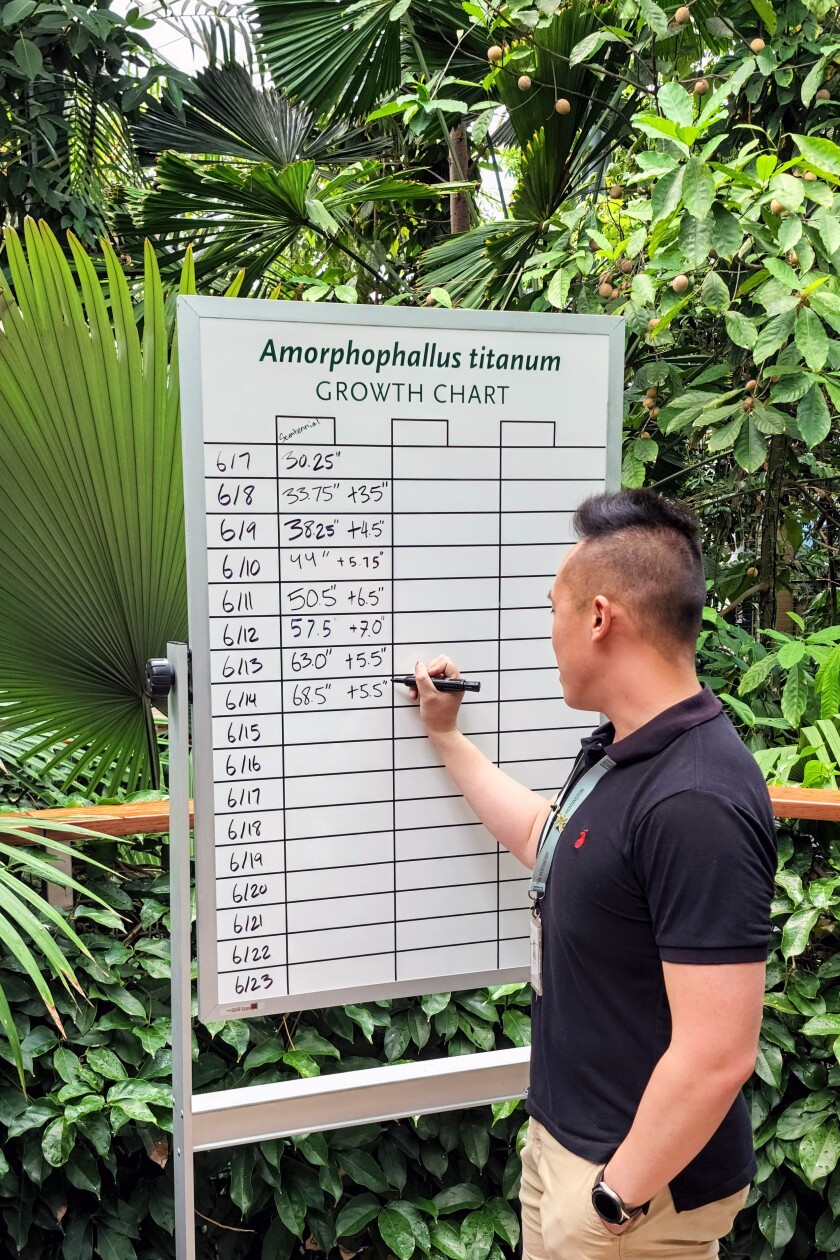 A person records a plant's height as it grows.