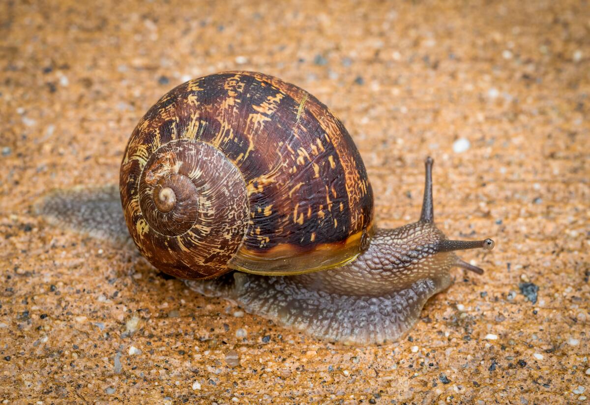 Snails can live for up to five years in the wild.