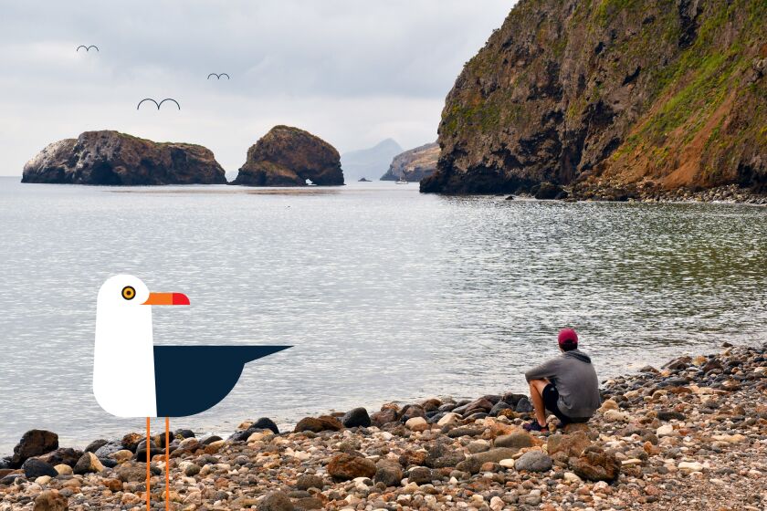 A person sitting on a rocky beach looking out over the water while an illustrated seagull looks sideways at them.