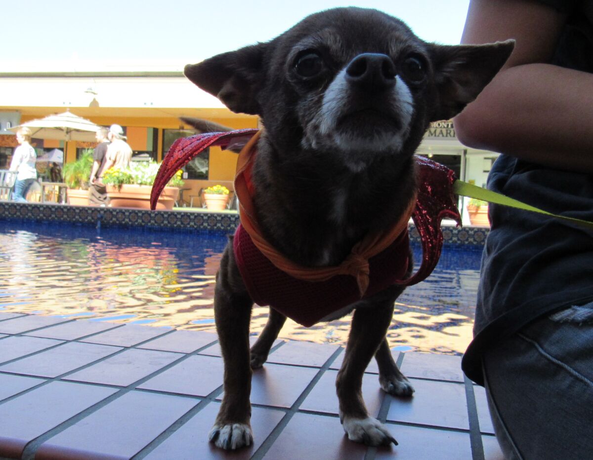 Senior dogs, like this one at an adoption event last month at Grossmont Center, have much to offer.