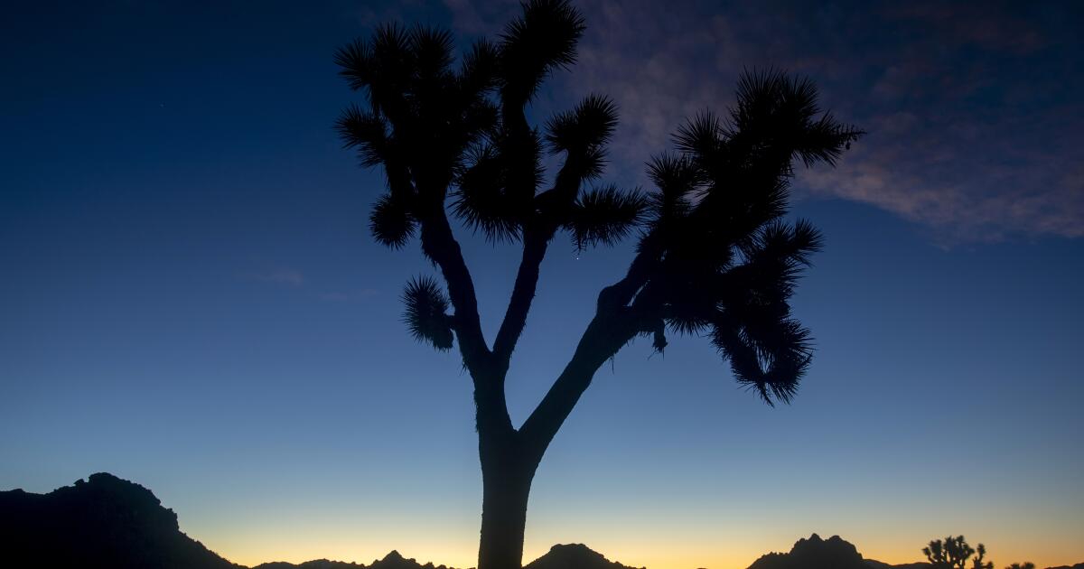 Very thirsty bees shut down elements of Joshua Tree Nationwide Park