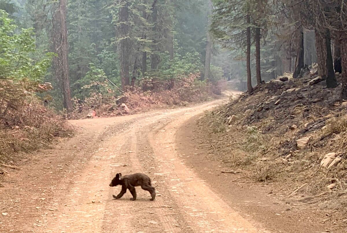 A bear cub crosses a dirt road in a forest.