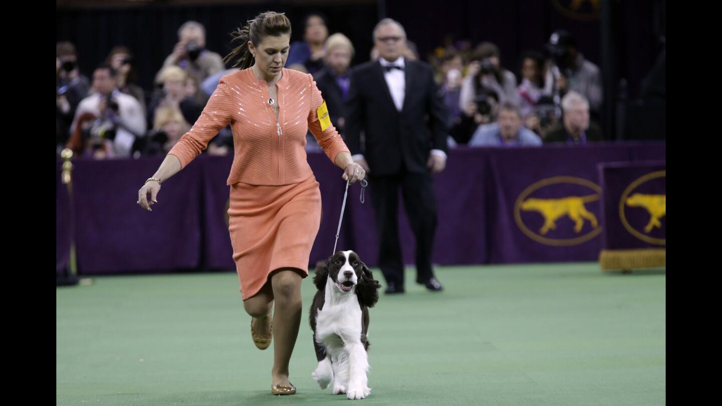 Westminster Kennel Club Dog Show