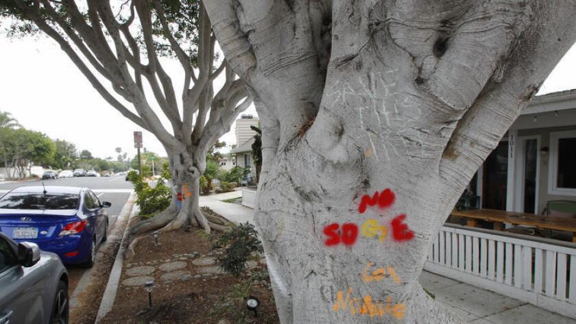 The recent uproar over the proposed removal of some massive ficus trees in downtown Encinitas (shown here) has prompted the City Council to hire a part-time professional arborist.