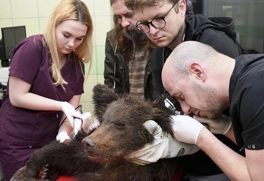 Veterinarians diagnose and treat an exhausted young male brown bear named Ada at the center, for Rehabilitation of Protected Animals in Przemysl, Poland, on Tuesday, Jan. 11, 2022. The bear was spotted Monday wobbling alone in the cold, snowy forest in southeastern Poland, with wolf tracks and blood spots nearby, while no sight of his mother. He remains in life-threating condition with neurological symptoms. (Rehabilitation of Protected Animals via AP)