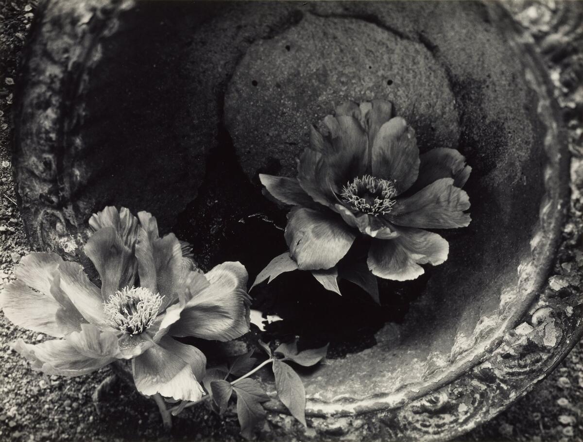 Minor White's "Pavilion." White's last large-scale exhibition in the U.S. was 25 years ago.