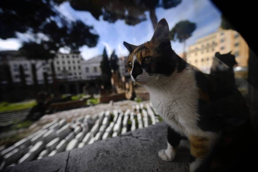 One of the stray cats at the ruins of the Largo di Torre Argentina square in Rome, where a cat sanctuary is threatened with eviction.