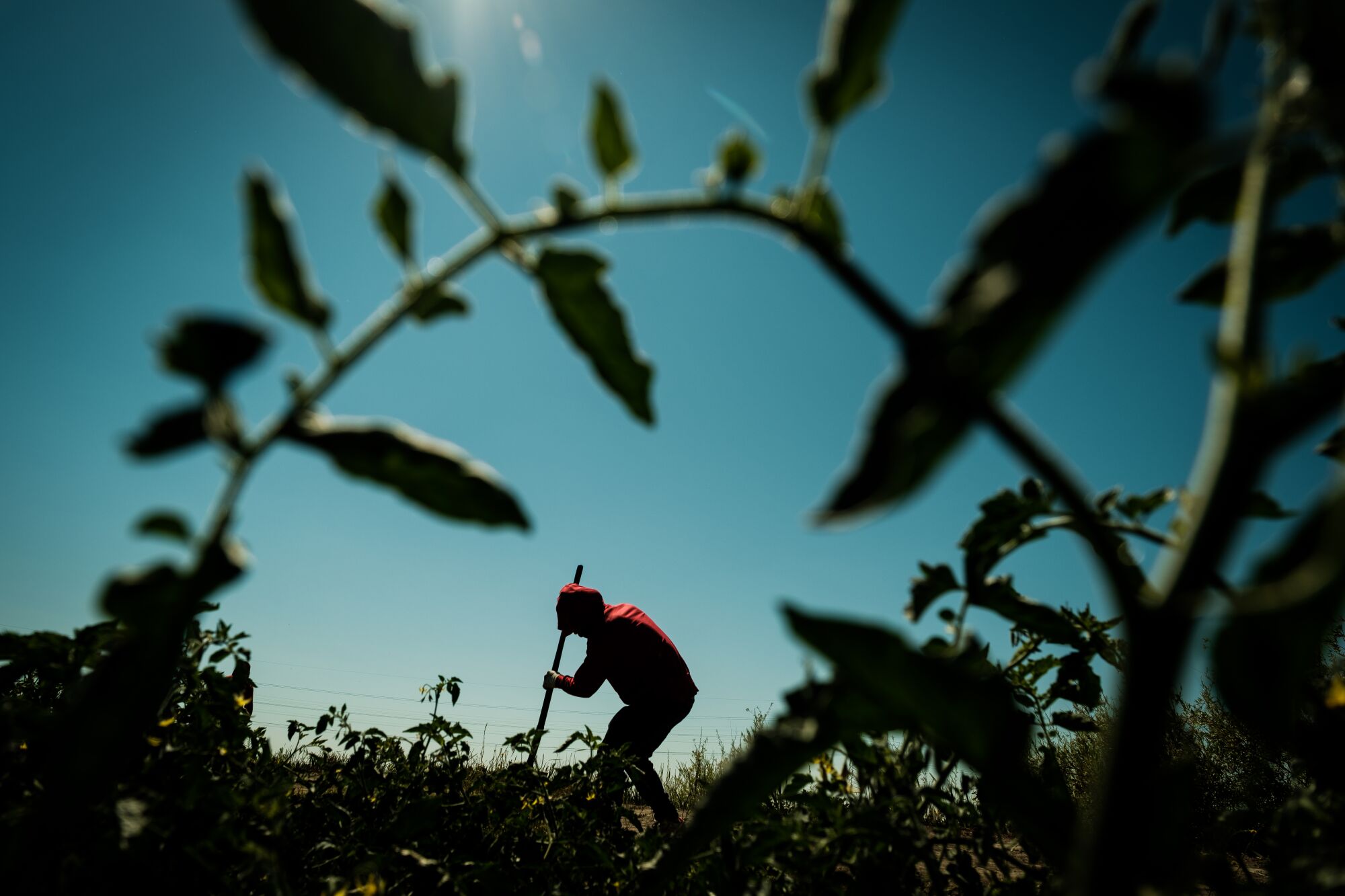 Delfino Perez weeds a tomato field in French Camp