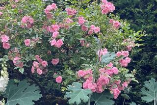 'The Fairy' is a short, 2- to 3-foot compact polyantha rose.
