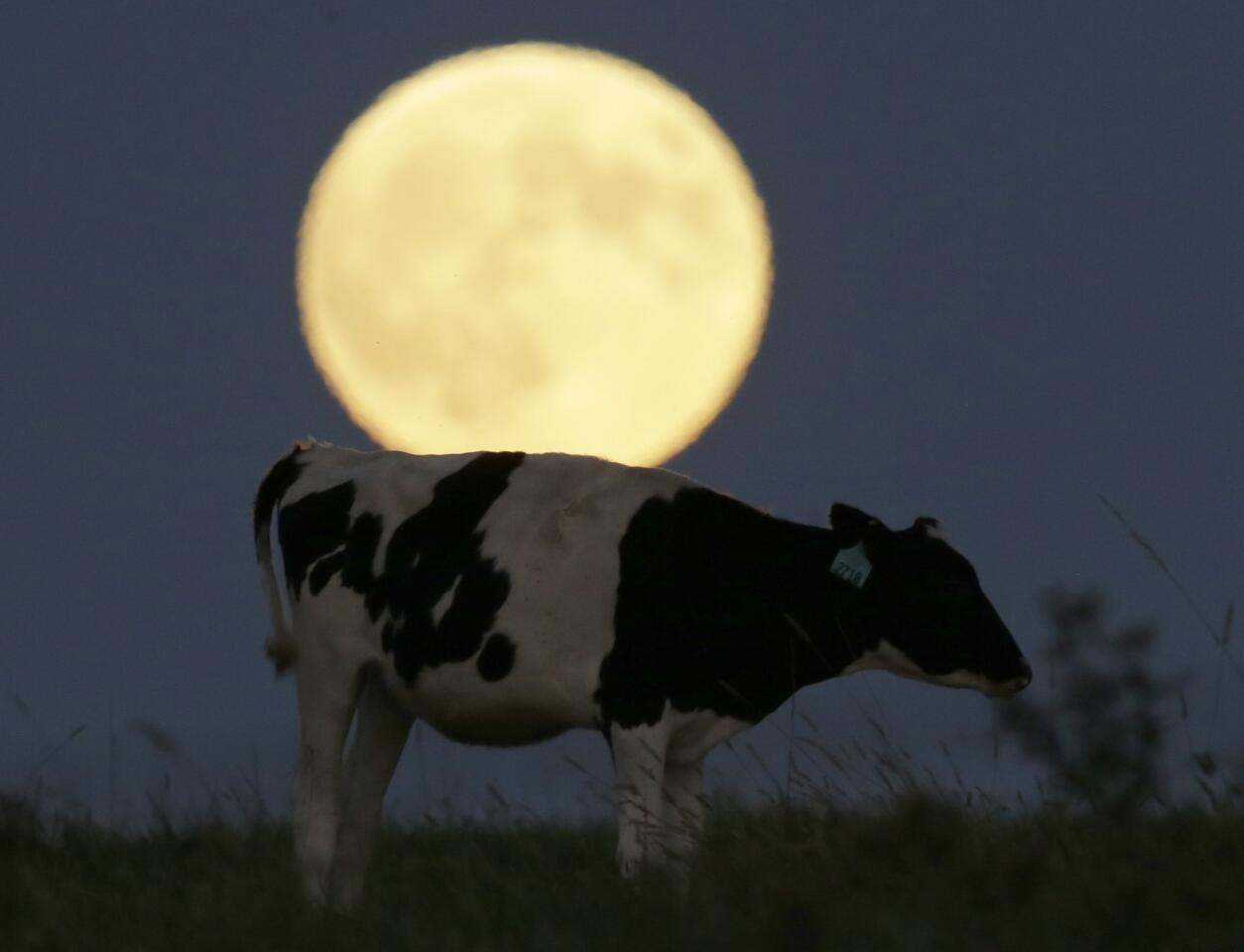 A super moon rises behind a grazing cow in a pasture near Lecompton, Kan., Sunday, Sept. 27, 2015, before a total lunar eclipse.
